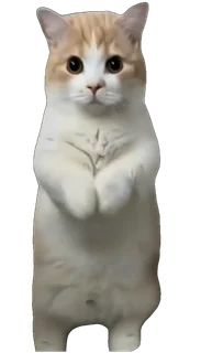 Chipi